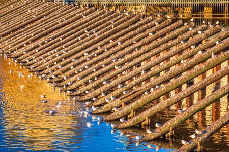 Waterfowl on a protective wooden structure on a river.