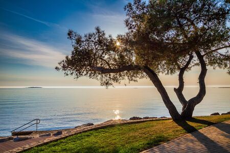 Green lagoon sea bay in Porec, a tree in foreground, Croatia - Istria, Europe.の写真素材