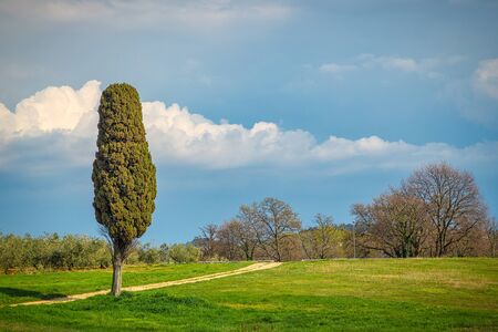 Landscape with a cypress tree near the Green lagoon sea bay in Porec, Croatia - Istria, Europe.の写真素材