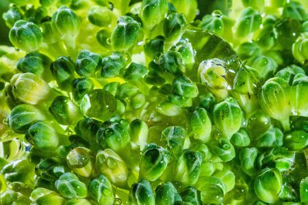 Fresh broccoli with water drops in close-up view.の写真素材
