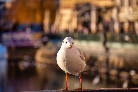 A seagull standing on a railing by a river in a city.の写真素材