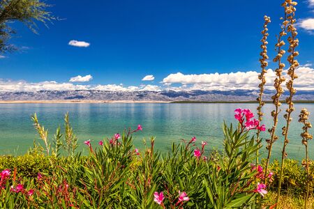 Flowers in foreground of a landscape with sea bay below The Velebit Mountains with the national park Paklenica, Croatia, Europe.の写真素材