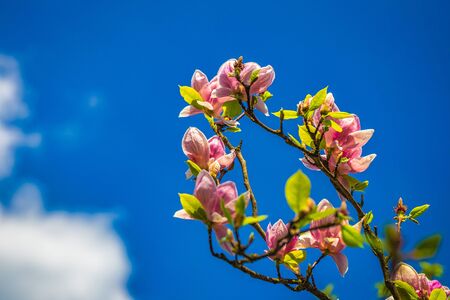 Blooming flower of magnolia tree with blue sky in background.
の写真素材