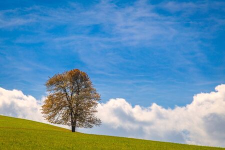 Lonely tree on a grassy meadow with blue sky background at spring time. National Nature Reserve...