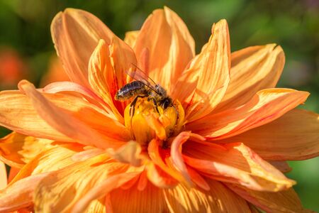 A honey bee pollinating a yellow dahlia flower. Detail in macro view.の写真素材