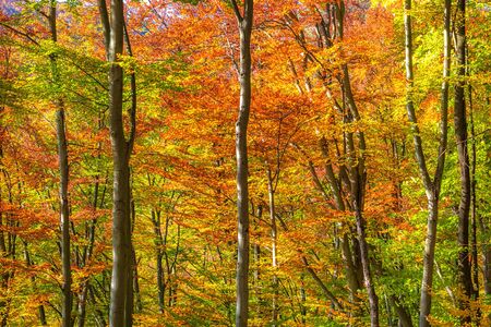 Forest with trees in autumn colors.の写真素材