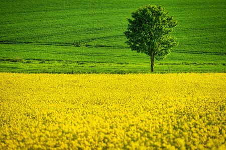 Spring rural landscape with rapeseed field and with lonely tree at grassy green meadow on background. Rajec valley in Slovakia, Europe.の写真素材