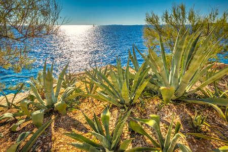 Cactuses on the Adriatic coast in Primosten town, a popular tourist destination on the Dalmatian coast of Adriatic sea in Croatia, Europe.の写真素材