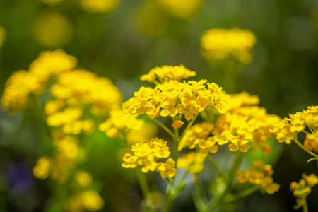Alyssum montanum, yellow flowers in close-up view on blurred background.の写真素材
