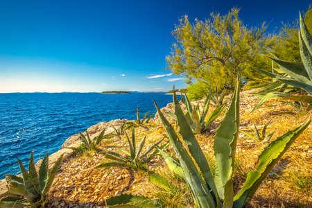 Cactuses on the Adriatic coast in Primosten town, a popular tourist destination on the Dalmatian coast of Adriatic sea in Croatia, Europe.の写真素材