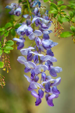 Flower of wisteria floribunda, commonly named Japanese wisteria in close-up view on a blurred background.の写真素材