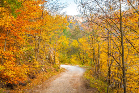 Autumn rural landscape. A dirt road lined with colorful trees.の写真素材