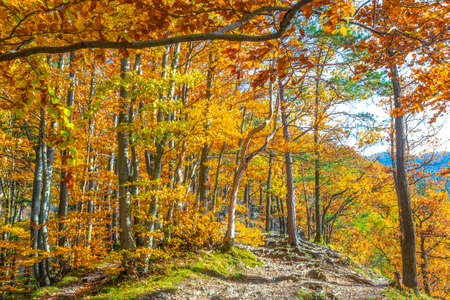 Forest with trees in autumn colors illuminated by sunlight.の写真素材