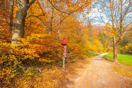 Autumn rural landscape. A dirt road lined with colorful trees.の写真素材
