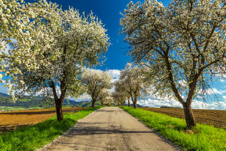 Rural spring landscape, a path through an alley of flowering fruit trees.の写真素材