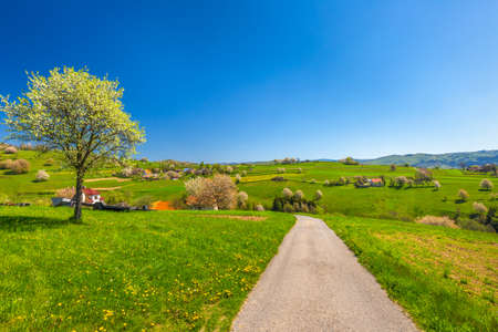 Spring rural landscape with flowering fruit trees on a sunny day. The village of Hrinova in central Slovakia, Europe.の写真素材