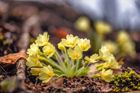 Primula vulgaris, primrose flower in the forest.