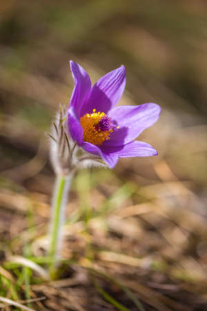 Pulsatilla grandis, the greater pasque flower. Purple flower on a blurred background in a...