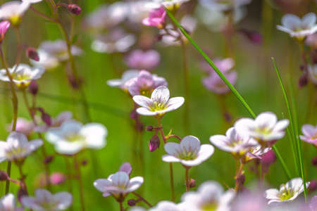 Saxifraga, the stone breaker flowers in the garden. Using shallow depth of field.