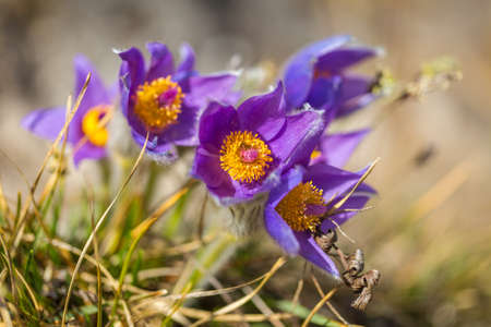 Pulsatilla grandis, the greater pasque flowers. Purple flowers on a blurred background in a...