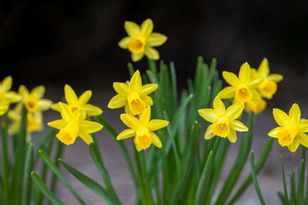 Blooming flowerbed of yellows narcissus on a black background.