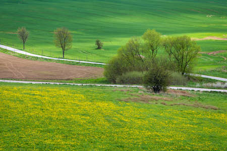 Spring landscape with green meadow and flowering dandelion.の写真素材