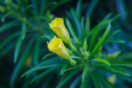Yellow oleander, Cascabela thevetia (Thevetia peruviana), flower on a blurred background.の写真素材