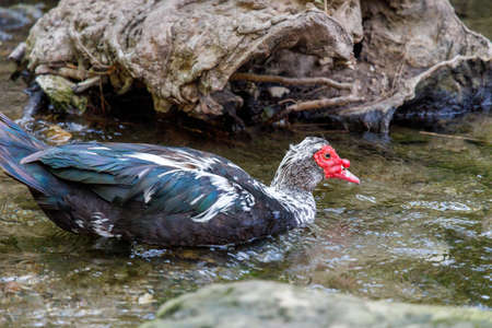 The Muscovy duck (Cairina moschata) on a stream in a forest area The seven springs waterfall in the island of Rhodes, Greece, Europe.の写真素材