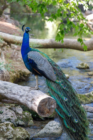 Peacock in a forest area The seven springs waterfall in the island of Rhodes, Greece, Europe.の写真素材