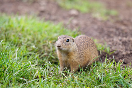 The European ground squirrel in The Muranska planina plateau national park in central Slovakia,...