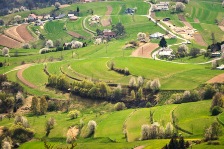 Spring rural landscape motif. Flowering fruit trees, fields and grassy meadows in the hilly...