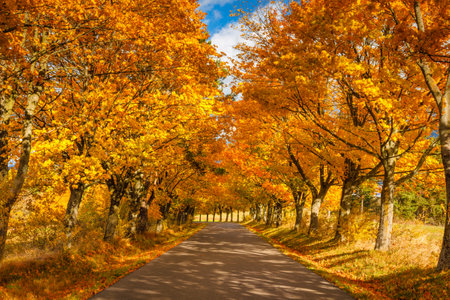 Road lined with brightly colored trees at autumn.の写真素材