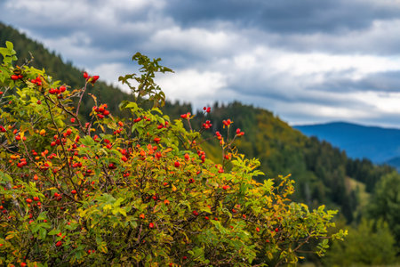 Rose hip in foreground of landscape with dramatic sky.の写真素材