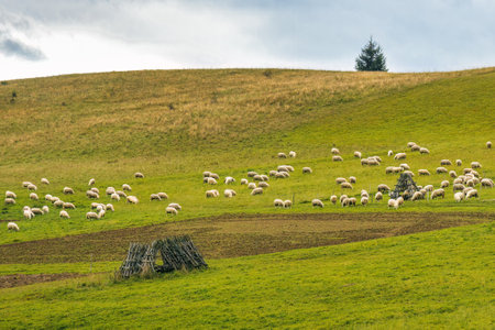 A herd of grazing sheep on a meadow in rural landscape. The Orava region near the village of Zazriva in Slovakia, Europe.の写真素材