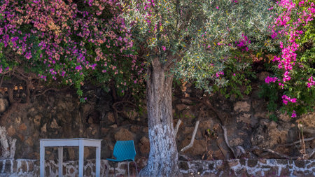 Still life with flowers under a tree on the island of Rhodes, Greece, Europe.の写真素材