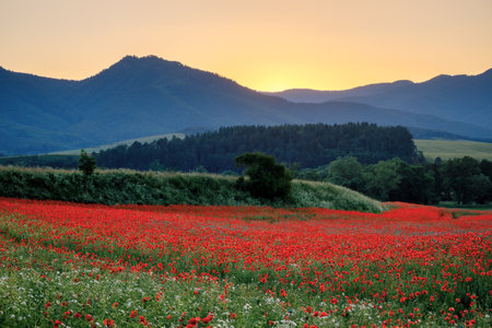 Field of blooming red poppy flowers in backlight with mountains in the background at sunset. Turiec Valley in Slovakia, Europe.の写真素材