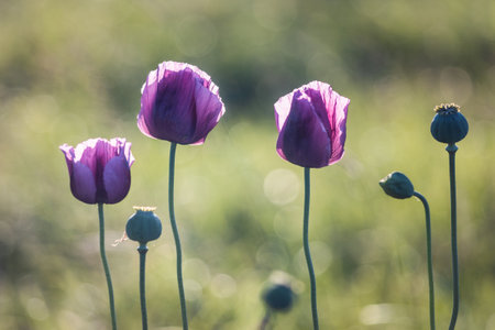 Blooming violet poppy flowers in backlight with blurred field background.の写真素材