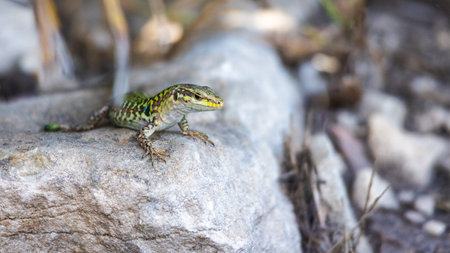 A view of a lizard on a rock in the landscape of Sicily, Italy, Europe.