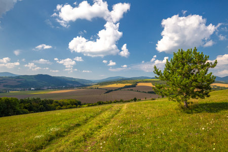 A dirt road through a meadow in a spring landscape, Slovakia, Europe.の写真素材
