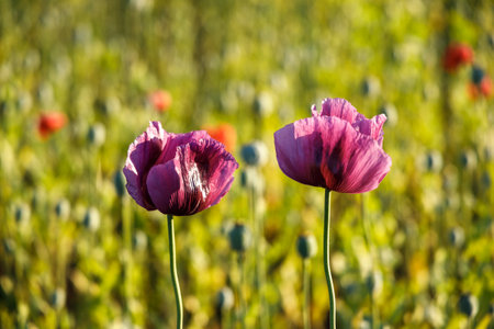 Blooming violet poppy flowers in backlight with blurred field background.の写真素材