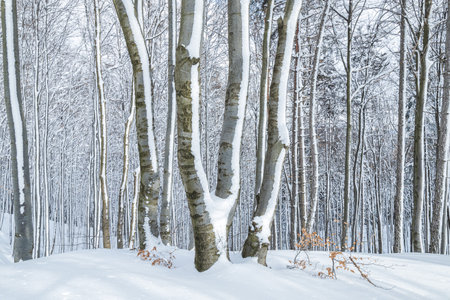 Winter landscape of forest with trees covered with a fresh snow.の写真素材