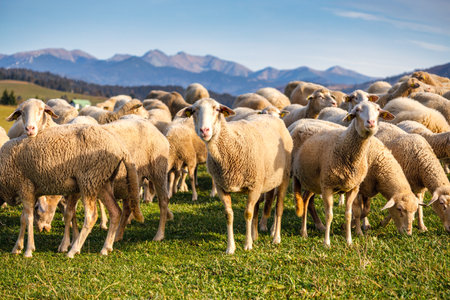 A herd of grazing sheep on a meadow in the foreground of a landscape with mountains. The Orava region of Slovakia, Europe.の写真素材