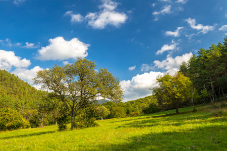Summer rural landscape with green grass and trees on a sunny day.の写真素材