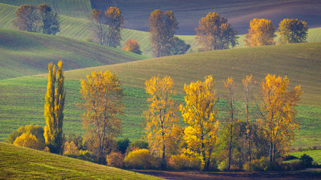 Autumn sunny rural landscape with a row of colored trees. The Turiec region of Slovakia, Europe.の写真素材
