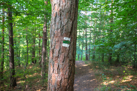 Tourist trail sign on a tree in the forest.の写真素材