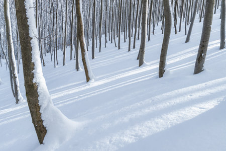 Winter landscape of forest with trees covered with a fresh snow.の写真素材