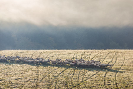 A herd of grazing sheep on a meadow in the foreground of a foggy landscape in the autumn morning. The Sulov Rocks, national nature reserve in northwest of Slovakia, Europe.の写真素材