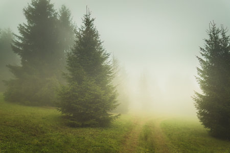 Foggy landscape with coniferous trees at autumn season.の写真素材