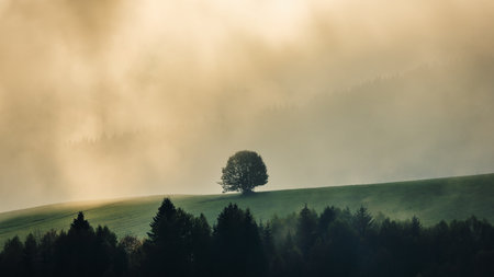 Lonely tree in autumn misty mountainous landscape with morning sun rays shining through the clouds. The Orava region of Slovakia, Europe.の写真素材