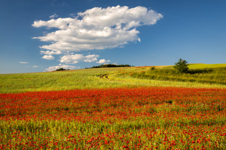 Field of blooming and red poppy flowers.の写真素材